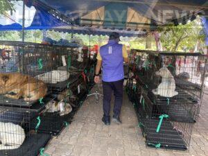 Pattaya Teams Up with Soi Dog Foundation to Sterilize 400 Dogs on Koh Larn