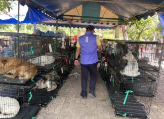 Pattaya Teams Up with Soi Dog Foundation to Sterilize 400 Dogs on Koh Larn