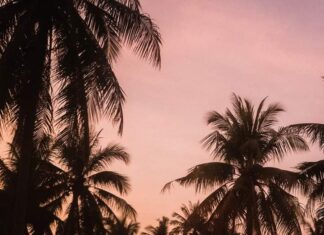 The Incredible Wonderfruit Festival Arrives in Pattaya This Month December 12th to the 16th