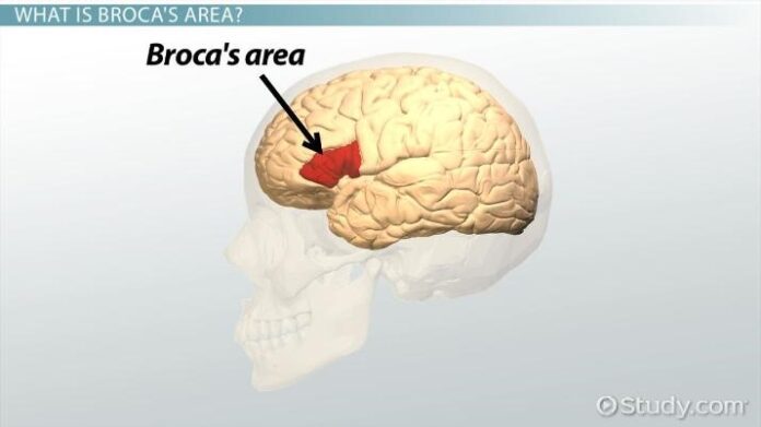 broca\'s area