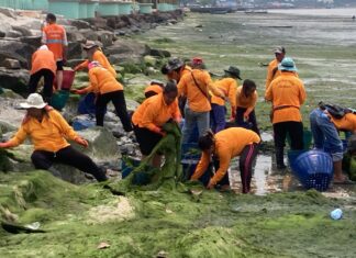 Pattaya City Deploys 5 Trucks to Collect Unprecedented Amounts of Seaweed at Krating Rai Beach