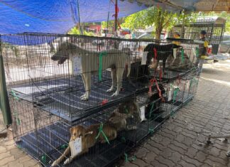 Thailand Department of Disease Control Confirmed Cases of Rabies-Infected Animals