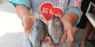 Une épidémie de tilapias à menton noir dans la baie de Samaesan à Chonburi inquiète les pêcheurs