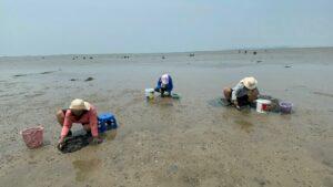 Hundreds of Villagers Flock to Na Kluea and Krating Lai Beaches to Gather Clams