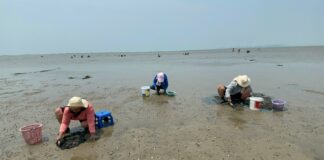 Des centaines de villageois affluent vers les plages de Na Kluea et Krating Lai pour ramasser des palourdes