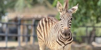 Un bébé zèbre du zoo de Khao Kheow, Lai Thai, célèbre les vacances scolaires avec une adorable nouvelle star