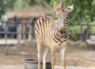Baby Zebra at Khao Kheow Open Zoo Named Lai Thai, Celebrate School Break with Adorable New Star