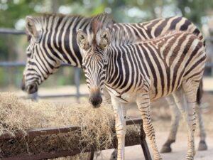 Khao Kheow Open Zoo Welcomes Baby Zebra, Invites Public to Vote on Name