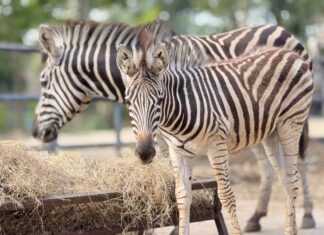 Khao Kheow Open Zoo Welcomes Baby Zebra, Invites Public to Vote on Name