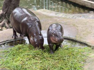 Songkran at Khao Kheow Open Zoo Near Pattaya Bustles with Tourists Flocking to See 9-Month-Old Pygmy Hippo Moo Deng