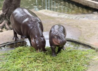 Songkran at Khao Kheow Open Zoo Near Pattaya Bustles with Tourists Flocking to See 9-Month-Old Pygmy Hippo Moo Deng