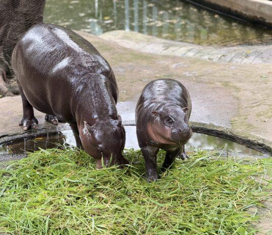 Songkran im Khao Kheow Open Zoo in der Nähe von Pattaya ist voller Touristen, die das 9 Monate alte Zwergflusspferd Moo Deng sehen wollen