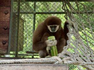 Khao Kheow Open Zoo Hosts Cooling Activities for Animals