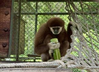 Khao Kheow Open Zoo Hosts Cooling Activities for Animals