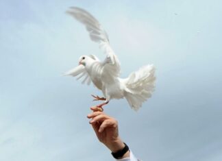 Thai Catholic Bishops and Prime Minister Honor Pope Francis, Urging Prayers for His Soul