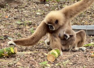 Khao Kheow Open Zoo Beats the Heat with Fruity Ice Treats for Animals