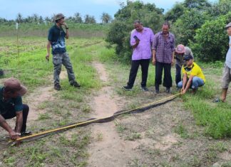Giant King Cobra Sparks Fear and Lottery Frenzy Near Pattaya