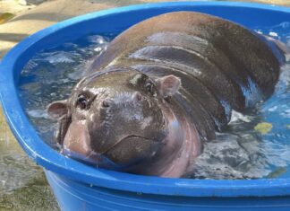 Khao Kheow Open Zoo Celebrates 47th Anniversary By Celebrating the Bond Between Humans and Animals