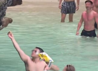 Western Tourist Faces Fine for Illegally Feeding Monkeys on Phi Phi Island