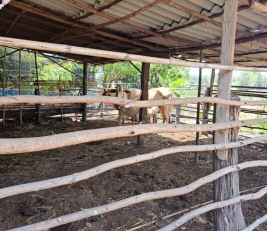 Thai Government Escalates Zoonotic Anthrax Response Following Confirmed Case in Mukdahan