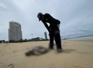 Ontbonden zeeschildpad aangespoeld op Jomtien Beach