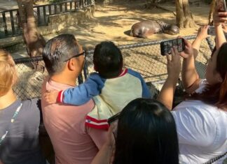 Terminally Ill Boys Final Wish: Meeting Moo Deng, the Beloved Pygmy Hippo Near Pattaya