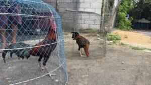 Thieves Caught on CCTV Stealing Prize Fighting Roosters in Pattaya