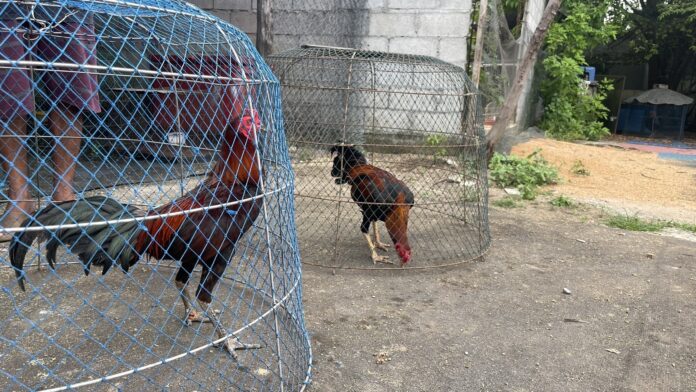 Воры, пойманные на CCTV при краже ценных бойцовских петухов в Паттайе