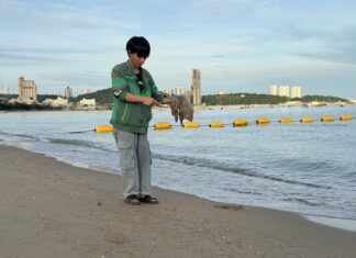 Tausende Quallen an den Stränden von Pattaya angespült