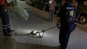 Pattaya Rescue Team Captures 2 Meter Python at Local Mosque
