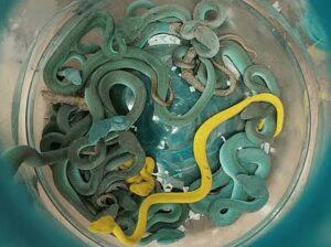 Indian National Arrested at Mumbai Airport for Smuggling Venomous Snakes from Thailand