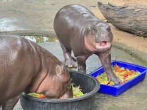 Khao Kheow Zoo Launches ‘Cook for Moodeng’ Program