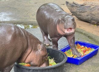 Khao Kheow Zoo Launches ‘Cook for Moodeng’ Program