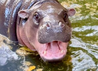 Khao Kheow Open Zoo arrangerer storslått feiring for Moo Dengs første bursdag med gratis inngang for barn fra 10.–13. juli