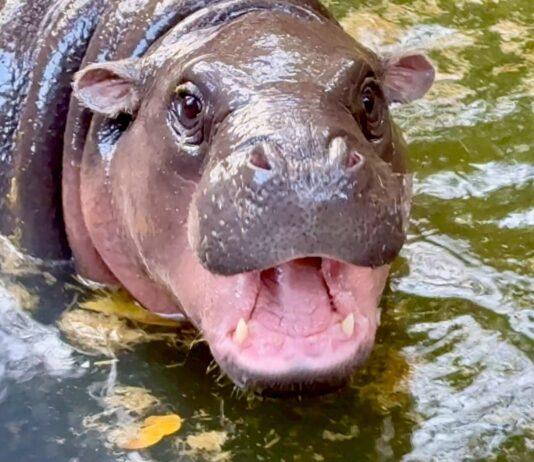 Der Khao Kheow Open Zoo veranstaltet vom 10. bis 13. Juli eine große Feier zum ersten Geburtstag von Moo Deng mit freiem Eintritt für Kinder