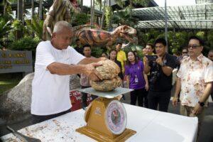 Nong Nooch Gardens Pattaya Successfully Processes Rare Coco de Mer Fruit, Valued Over 1 Million Baht