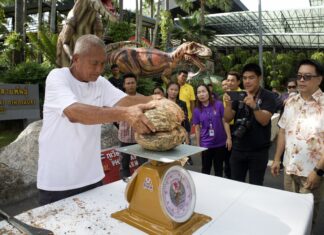 Nong Nooch Gardens Pattaya Successfully Processes Rare Coco de Mer Fruit, Valued Over 1 Million Baht