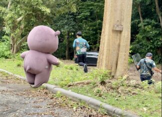 Moo Deng flieht in Pattaya, mutige Mitarbeiter nehmen sie nach Amoklauf fest … irgendwie