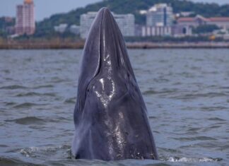 バンセン海岸でニタリクジラの目撃に歓喜