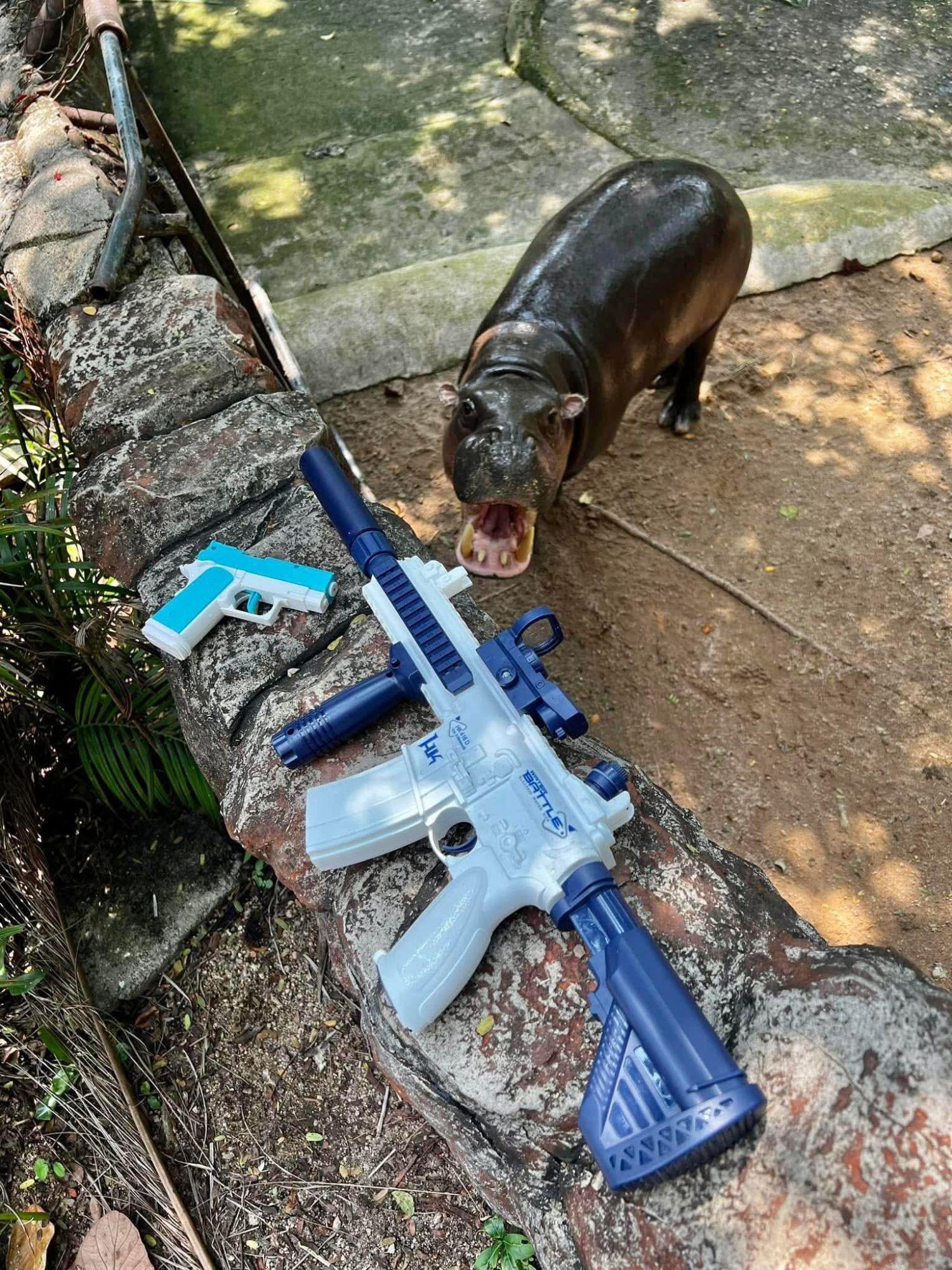 Pygmy hippo Moo Deng celebrates first birthday at Thai zoo | News by Thaiger