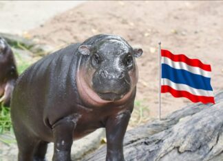 カオキアオ・オープン動物園とレイラ・トイズがタイ・カンボジア国境のコミュニティを支援するために協力