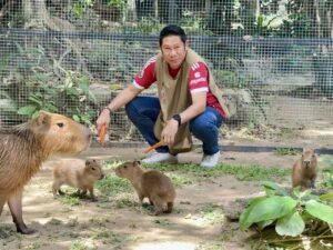 Khao Kheow Open Zoo Welcomes Three Adorable Baby Capybaras, Offers Free Entry for Kids on National Mothers Day