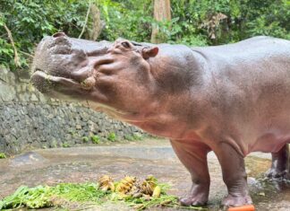Открытый зоопарк Кхао Кхео готовится отметить 60-летие любимой бегемотихи Мэй Мали