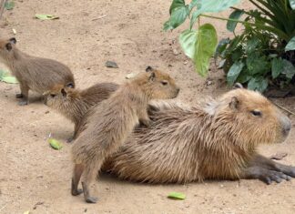 Małe kapibary nazwane Ging, Gong i Kaew w otwartym zoo Khao Kheow po głosowaniu publicznym