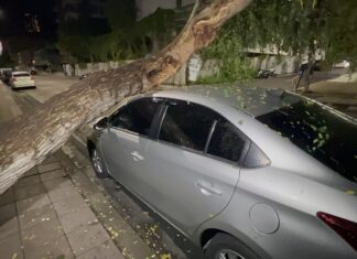 Un gigantesco albero di tamarindo crolla e blocca la strada a Pattaya dopo forti piogge