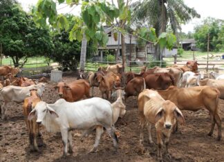 The Clinic Hospital Holds Major Merit-Making Ceremony Near Pattaya, Redeeming 117 Cows to Bring Blessings and Support Farmers in Northern and Northeastern Thailand