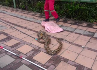 Large Python Captured Near Pattaya Courthouse