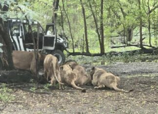 Tragiczny atak lwa w zoo w Bangkoku: opiekun zoo zginął na oczach przerażonych turystów
