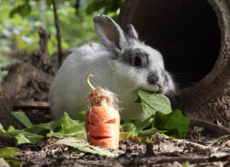 Rescued Wildlife in the World Enjoy Halloween Enrichment Treats