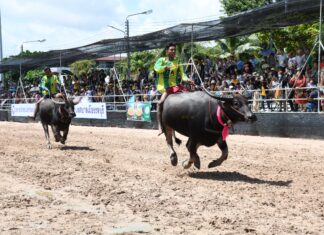 チョンブリでタイの伝統である水牛レースフェスティバルが2025年に開催